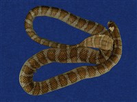 藏品(闊帶青斑海蛇)的圖片